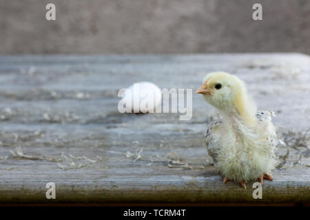 fluffy chicken on wooden table and egg on blurred wall background Stock Photo