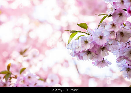 Branch of Sakura Cherry with Blossoms Stock Photo