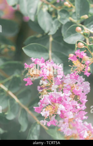 Bees and crape myrtle Stock Photo