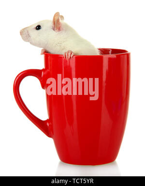 funny little rat in cup, isolated on white Stock Photo