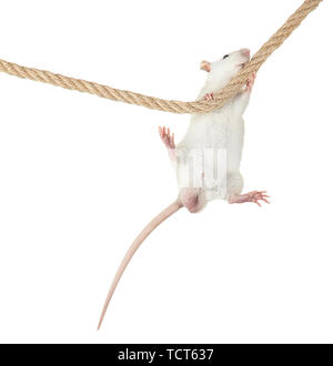 funny little rat on rope, isolated on white Stock Photo