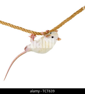 funny little rat on rope, isolated on white Stock Photo