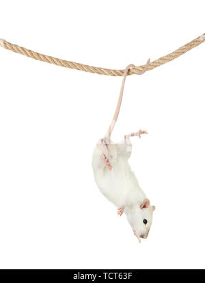 funny little rat on rope, isolated on white Stock Photo