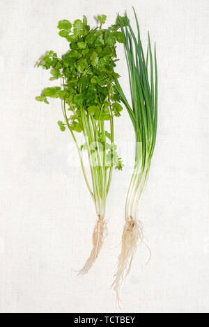 cilantro and shallots on a white background Stock Photo