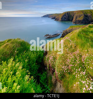 Ceibwr Bay, UK - May 22, 2019:  Spring evening light on the coastal path and Sea Pinks in Ceibwr Bay, Pemroke, Wales, UK Stock Photo