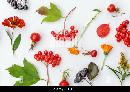 Autumn floral composition. Plants viburnum, rowan berries, dogrose, fresh flowers, colorful leaves on white background. Fall natural plants ecology wallpaper concept. Flat lay, top view, copy space Stock Photo