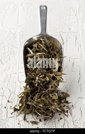 Heap of dried, raw white tea leaves in metal scoop over white wood table background with selective focus Stock Photo