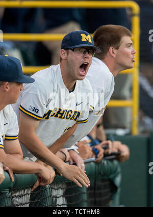 Los Angeles, CA, USA. 08th June, 2019. Michigan infielder (12) Riley Bertram celebrates after Michigan makes a defensive stop during an NCAA super regional game between the Michigan Wolverines and the UCLA Bruins at Jackie Robinson Stadium in Los Angeles, California. UCLA defeated Michigan 5-4. (Mandatory Credit: Juan Lainez/MarinMedia.org/Cal Sport Media) Credit: csm/Alamy Live News Stock Photo