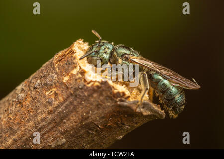 Small Carpenter Bee (Ceratina sp.) Stock Photo