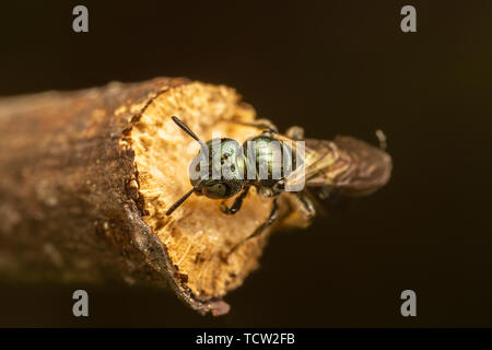 Small Carpenter Bee (Ceratina sp.) Stock Photo