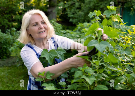Senior woman cutting trimming branches doing garden work Stock Photo