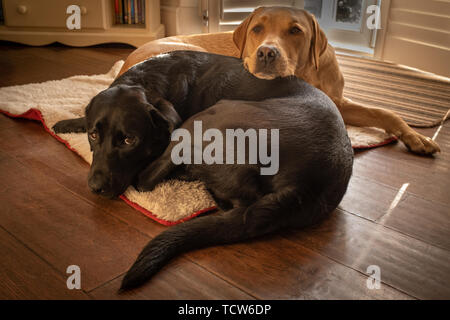 Two super cute looking labradors one black and one yellow cuddled up together on the dog bed, nobody in the image Stock Photo