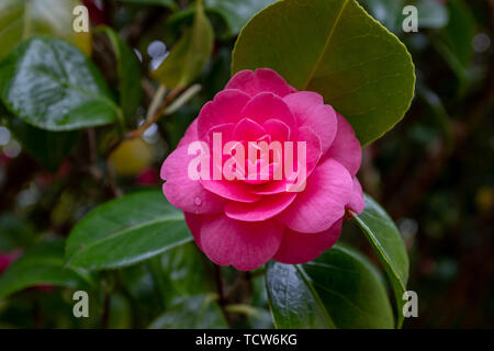 Beautiful vibrant pink Rhododendron bush in full bloom close up showing the intricate detail of the flower, nobody in the image Stock Photo