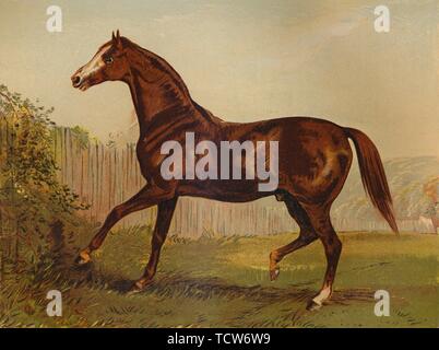 'Thoroughbred Sire 'Blair Athol', winner of the Derby & St Leger 1864', c1879. Creator: Unknown. Stock Photo