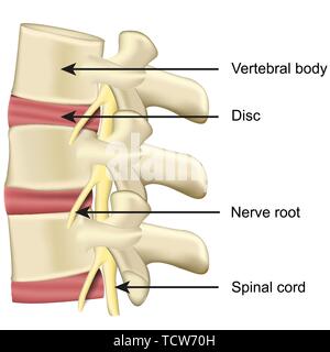Spine disc and vertebral body anatomy medical vector illustration on white background eps 10 Stock Vector