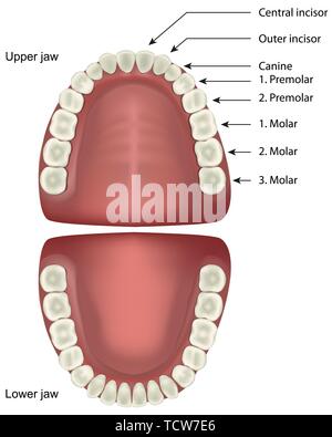 Teeth anatomy medical vector illustration isolated on white background with english description Stock Vector