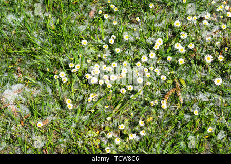 The grey fluff of windblown willow Salix alba seeds surrounds common daisies Bellis perennis in the grass with a few willow catkins Stock Photo
