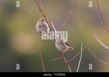 Passer domesticus, Two Young House Sparrows Perching Together on a Branch Stock Photo