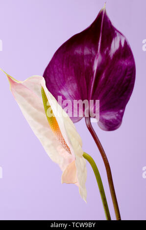 Beautiful pair of purple and pink Anthurium flowers. Minimalistic background. Stock Photo