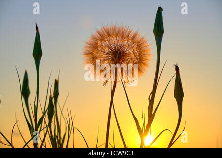 Large red-seeded dandelion (Taraxacum erythrospermum) at sunset, with warm yellow light in the background. Stock Photo