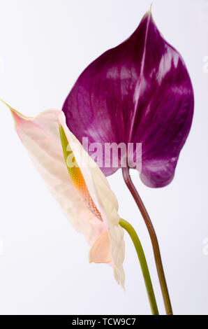 Beautiful pair of purple and pink Anthurium flowers. Minimalistic background. Stock Photo
