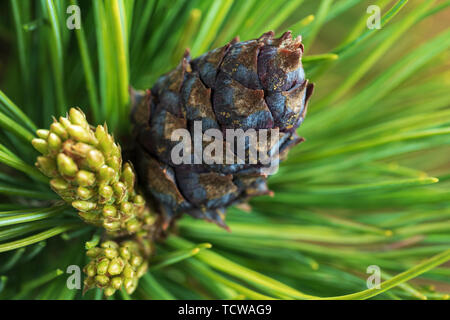 Cone with nut of dwarf stone pine (Pinus Pumila). Close up natural floral background, Christmas mood. Stock Photo