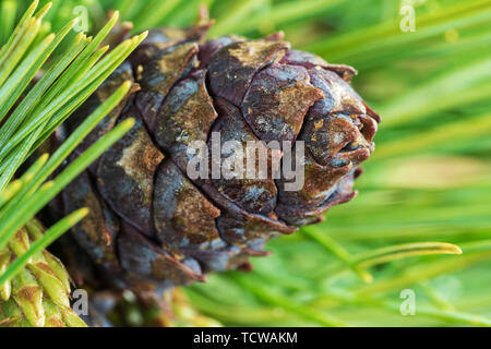 View of cone of dwarf stone pine (Pinus Pumila). Close up natural floral background, Christmas mood. Stock Photo