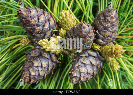 Top view of five cones of evergreen Siberian dwarf pine (Pinus Pumila). Closeup natural floral background, Christmas mood. Stock Photo