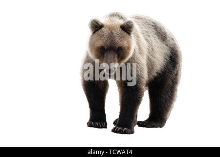 Wild Kamchatka brown bear (Ursus arctos piscator) walking and looking. Isolated on white background, copy space. Stock Photo