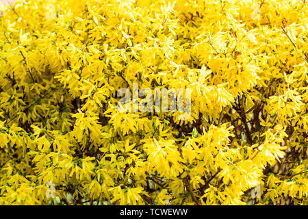 shrub with bright yellow flowers in spring, nature texture Stock Photo