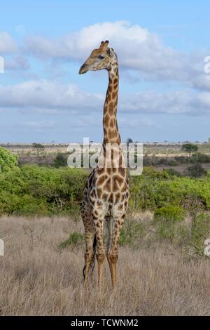 South African giraffe (Giraffa camelopardalis giraffa), adult male standing in the dry grassland, Kruger National Park, South Africa Stock Photo