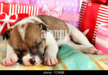 Beautiful little puppy sleeping surrounded by gifts Stock Photo