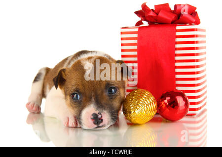 Beautiful little puppy surrounded by gift isolated on white Stock Photo