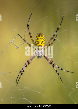 Wasp spider (Argiope bruennichi) waiting for prey in web. Close up