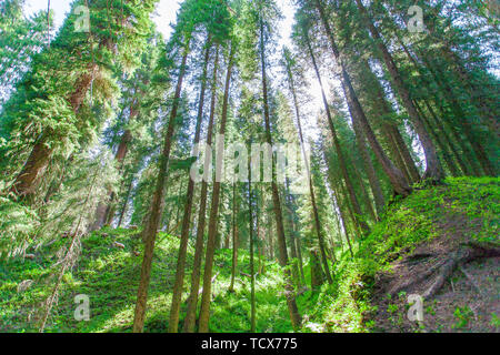 In summer Kurdenin, the sun shines through the tall, dense spruce forests into the ground Stock Photo