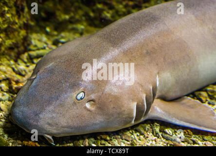 the face of a brown banded bamboo shark in closeup, tropical fish from the indo-pacific ocean Stock Photo