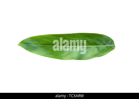Galangal leaves isolated on white background. with clipping path Stock Photo