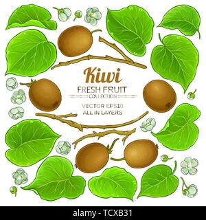 kiwi elements vector set on white background Stock Vector