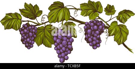 grape vine, grape, color hand drawn vector illustration realistic sketch Stock Vector