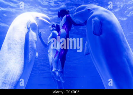 The love of mermaids in Shanghai Haichang Ocean Park Stock Photo