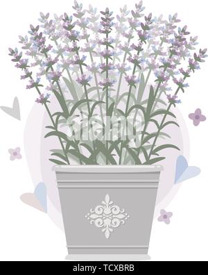 Bouquet of lavender in a bucket. Vector illustration. Eps 10 Stock Vector