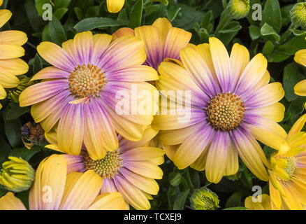 Osteospermum Serenity Blushing Beauty 'Balostush' (from Serenity Series) flowers in Summer in the UK. Stock Photo