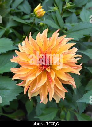 Yellow orange Dahlia Grandalia 'Sunny Flame' flower (Dahlia hybrida) in Summer in the UK. Stock Photo