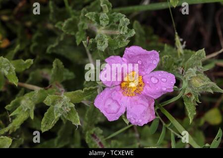 Hoary rock-rose, Pink rock-rose, Cistus creticus Stock Photo