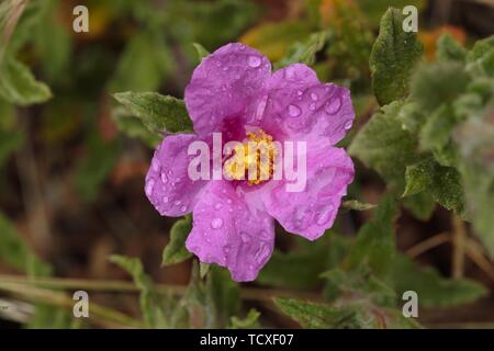 Hoary rock-rose, Pink rock-rose, Cistus creticus Stock Photo