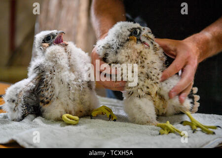 Peregrine falcon chicks are handled in preparation for ringing and data collection by RSPB expert handlers in the tower at Salisbury Cathedral, where four newly hatched birds of prey are nesting along with mum and dad on the South tower. Stock Photo