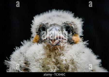 A peregrine falcon chick, covered in downy grey feathers sits perfectly still during ringing and data collection by RSPB expert handlers in the tower at Salisbury Cathedral, where four newly hatched birds of prey are nesting along with mum and dad on the South tower. Stock Photo