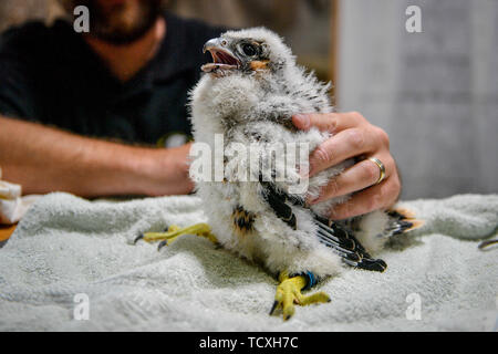 A peregrine falcon chick sits still during ringing and data collection by RSPB expert handlers in the tower at Salisbury Cathedral, where four newly hatched birds of prey are nesting along with mum and dad on the South tower. Stock Photo