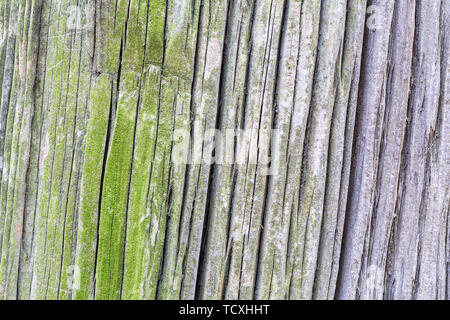 Ancient cypress bark texture Stock Photo