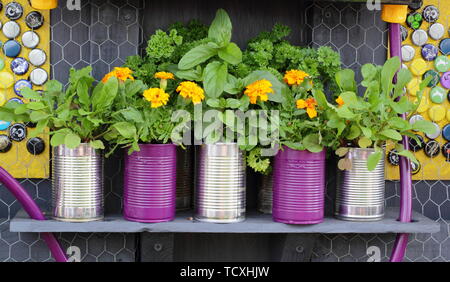 Marigolds and herbs growing in recycled tin cans Stock Photo